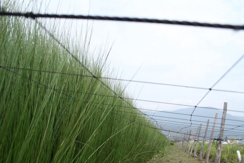 イ草の産地熊本県の様子